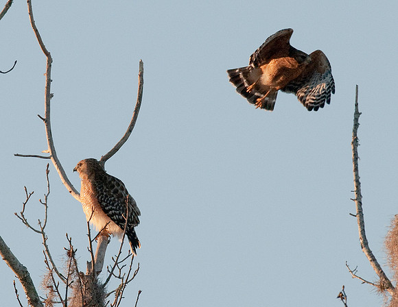 RED-SHOULDERED HAWKS