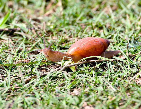 ROSY WOLF SNAIL