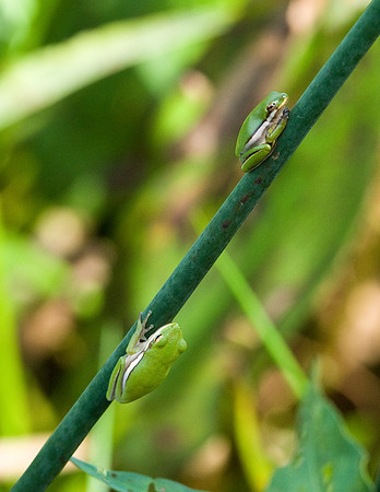 GREEN TREE FROGS
