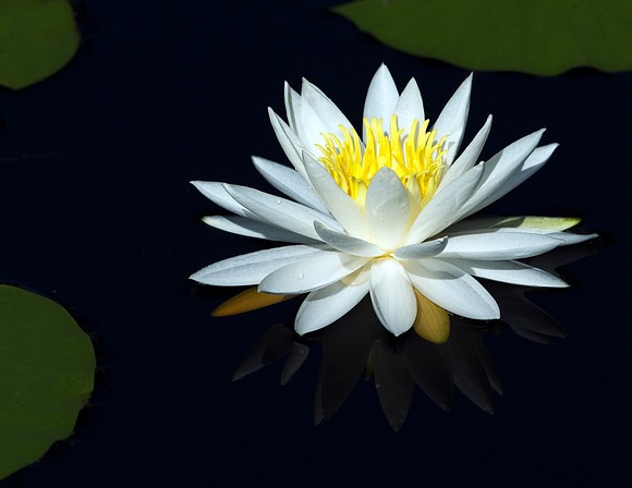 WATER LOTUS