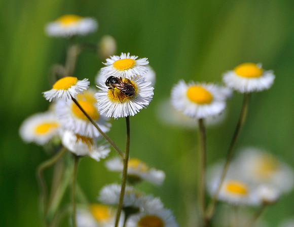 BEE ON FLEABANE BLOSSOM