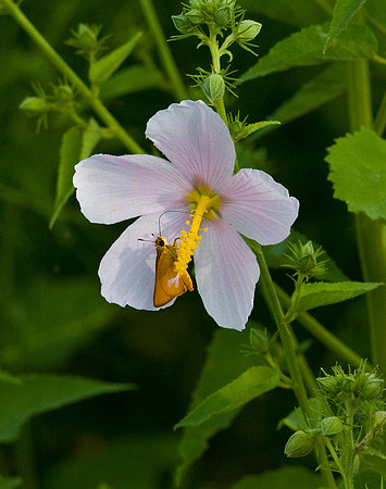 SWAMP MALLOW AND SKIPPER