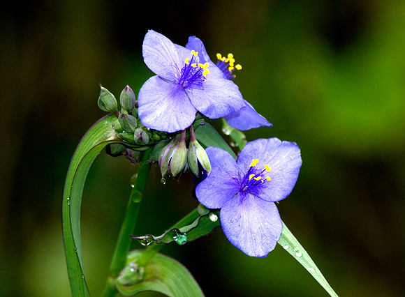 SPIDERWORT