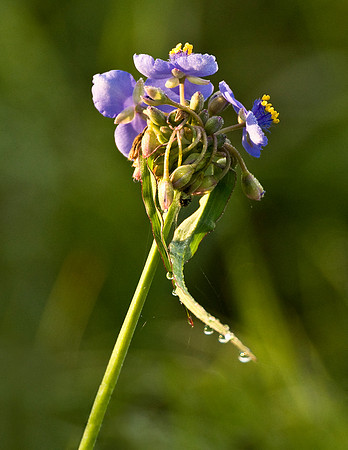 SPIDERWORT