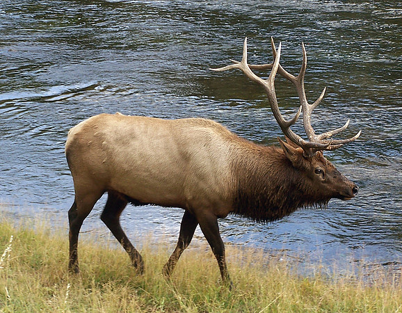 ELK