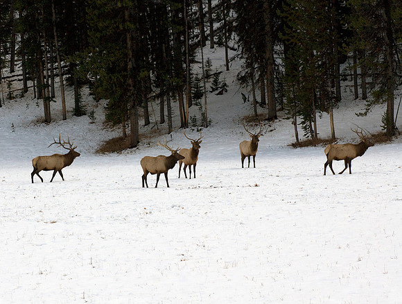 ELK