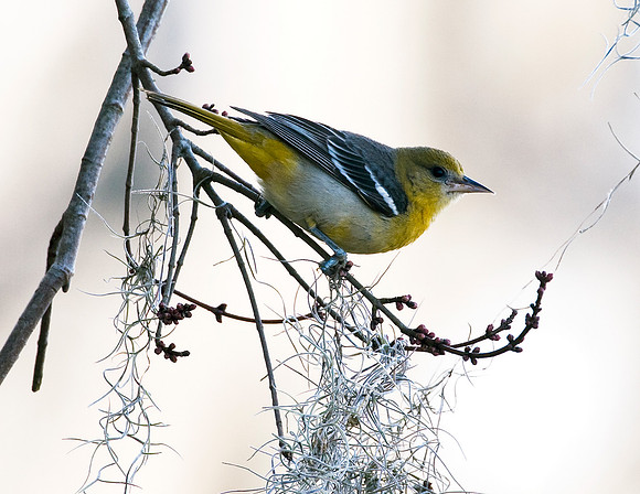 BALTIMORE ORIOLE