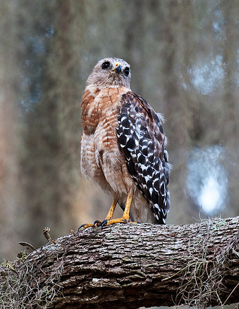 RED-SHOULDERED HAWK