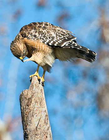 RED-SHOULDERED HAWK