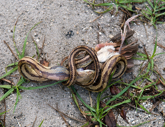 YELLOW RATSNAKE EATING BABY BIRD