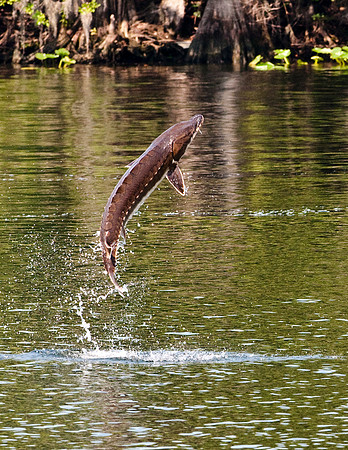 GULF STURGEON