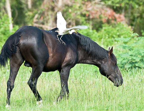 HORSE AND CATTLE EGRET
