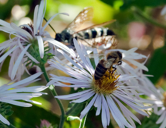 ASTER AND HONEYBEE