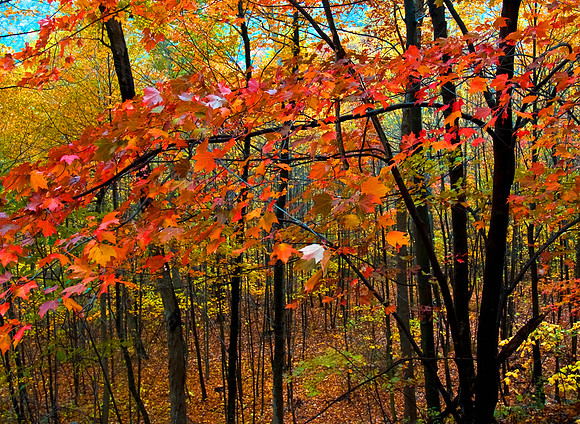 AUTUMN LEAVES