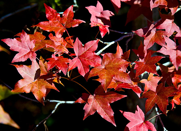 AUTUMN LEAVES