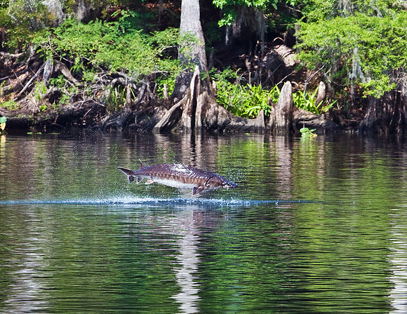 GULF STURGEON