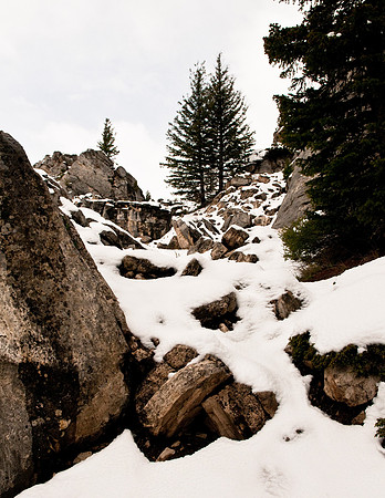 TWIN LODGEPOLE PINES IN YELLOWSTONE