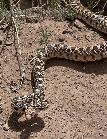 GREAT BASIN GOPHER SNAKE