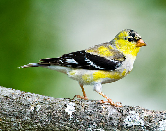 AMERICAN GOLDFINCH