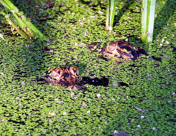 ALLIGATOR HATCHLINGS