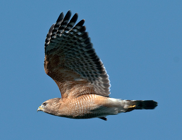 RED-SHOULDERED HAWK