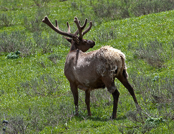 BULL ELK