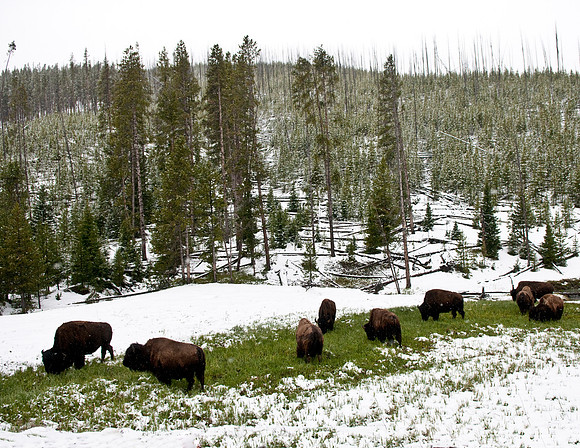 BISON IN YELLOWSTONE NATIONAL PARK