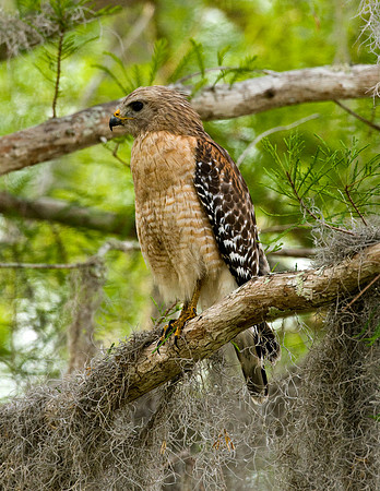 RED-SHOULDERED HAWK