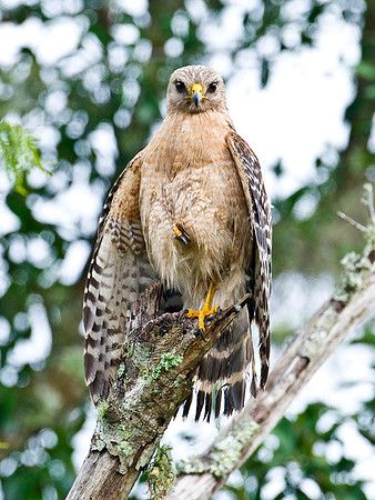 RED-SHOULDERED HAWK