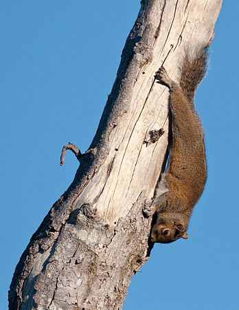GRAY SQUIRREL