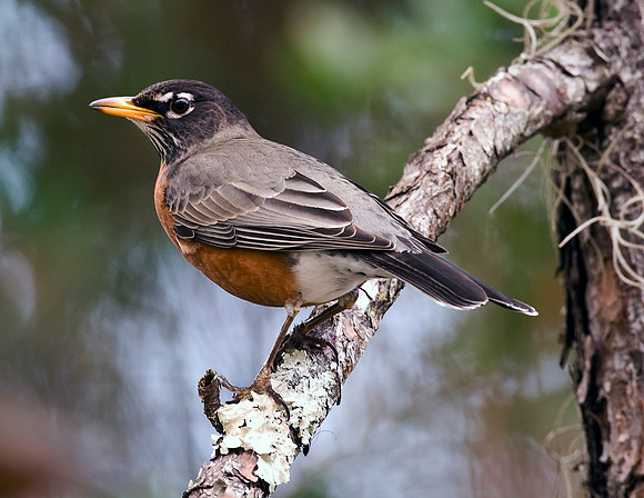 AMERICAN ROBIN