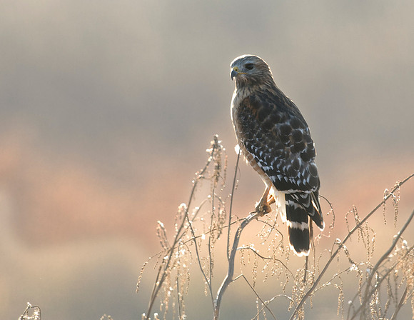 RED-SHOULDERED HAWK