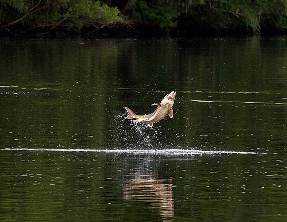 GULF STURGEON