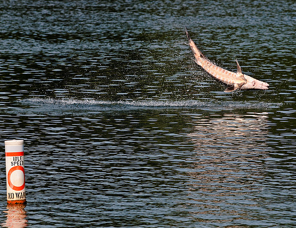 GULF STURGEON