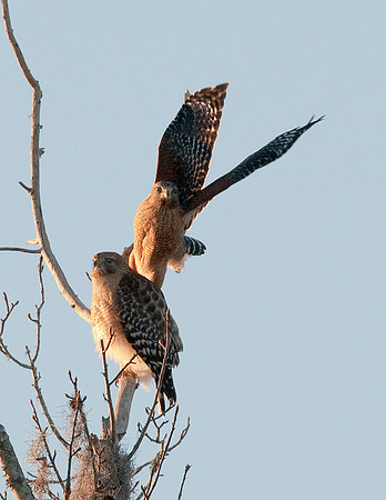 RED-SHOULDERED HAWKS