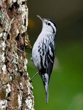 BLACK-AND-WHITE WARBLER