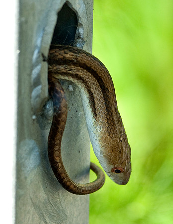 YELLOW RAT SNAKE