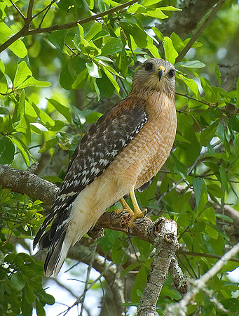 RED-SHOULDERED HAWK