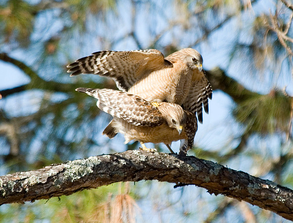 RED-SHOULDERED HAWKS
