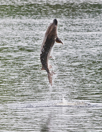 GULF STURGEON