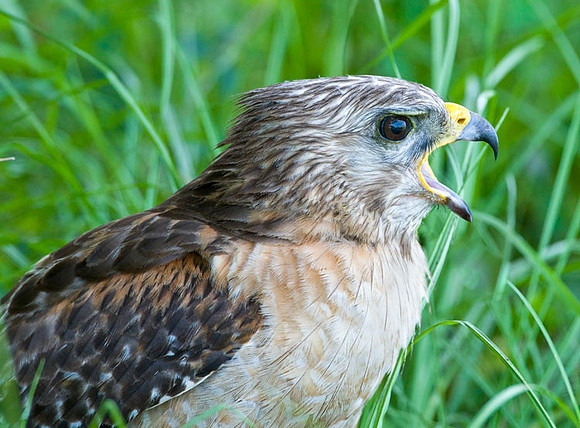 RED-SHOULDERED HAWK