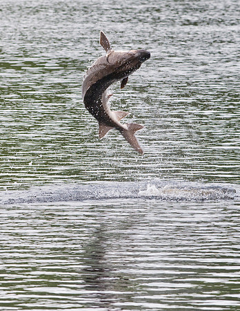 GULF STURGEON