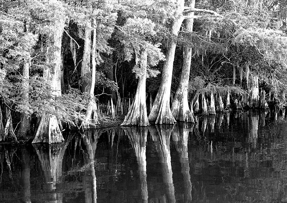 CYPRESS ON SUWANNEE RIVER