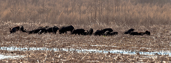 FERAL HOGS