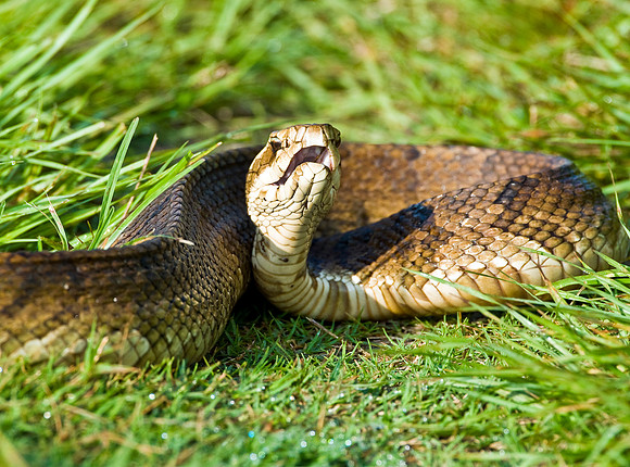 FLORIDA COTTONMOUTH