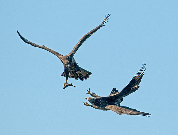 BALD EAGLES