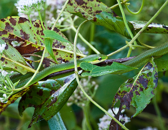 ROUGH GREEN SNAKE