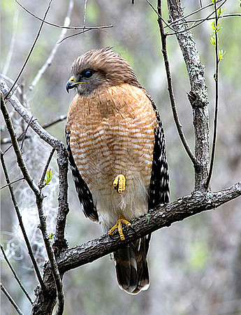 RED-SHOULDERED HAWK