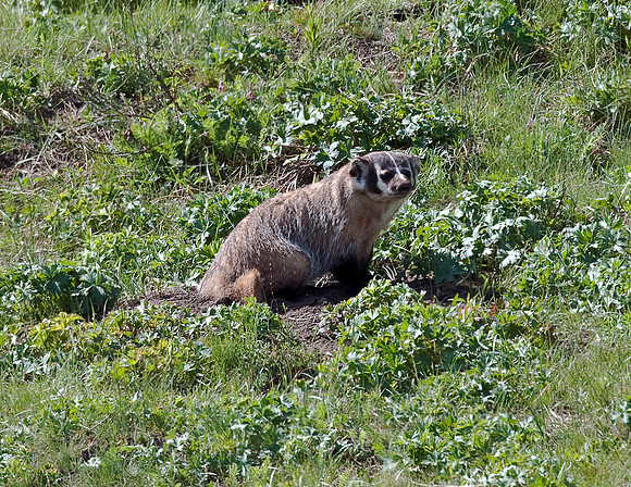 BADGER