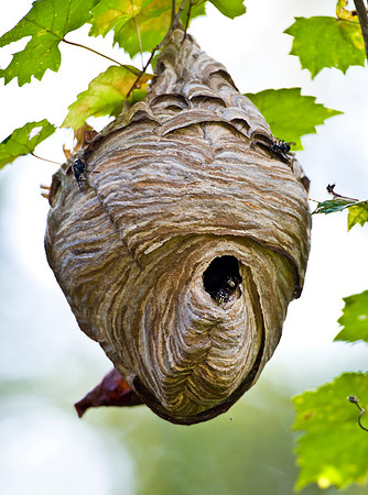 BALD FACED HORNETS NEST